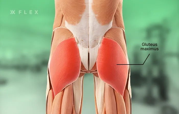 Gluteus maximus anatomy