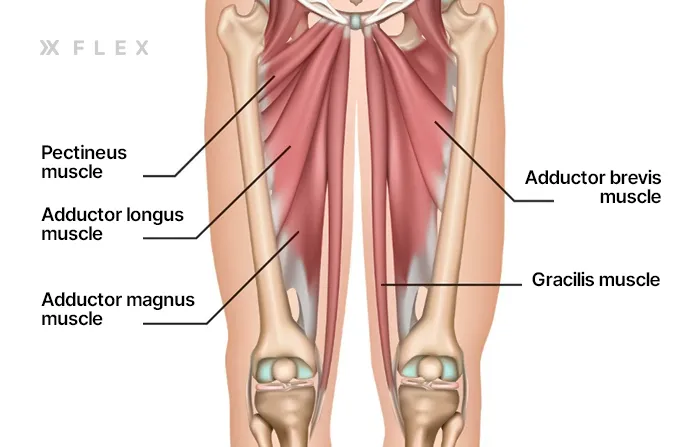 Hip adductor muscles