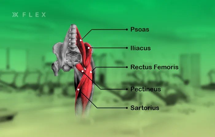 Hip flexor muscles