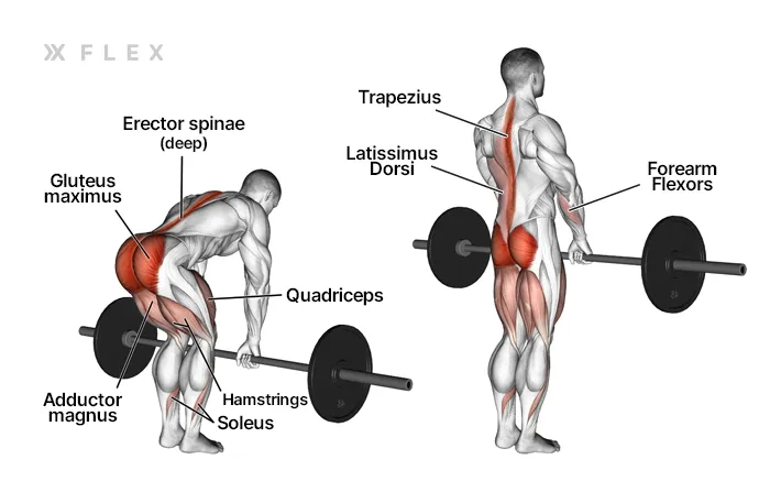 Muscles worked in a deadlift