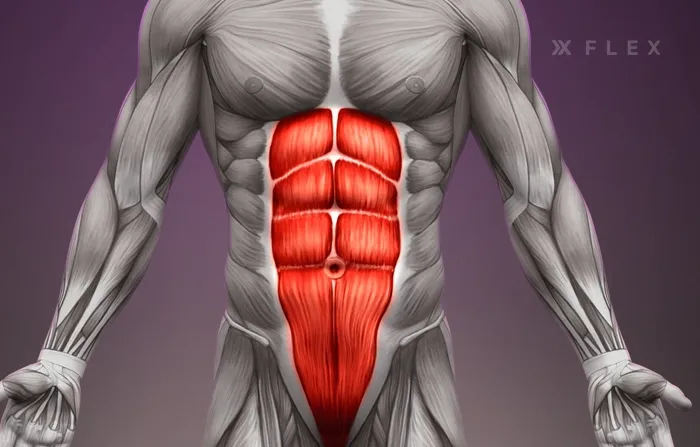 The rectus abdominis muscle