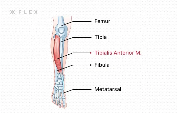 The tibialis muscle